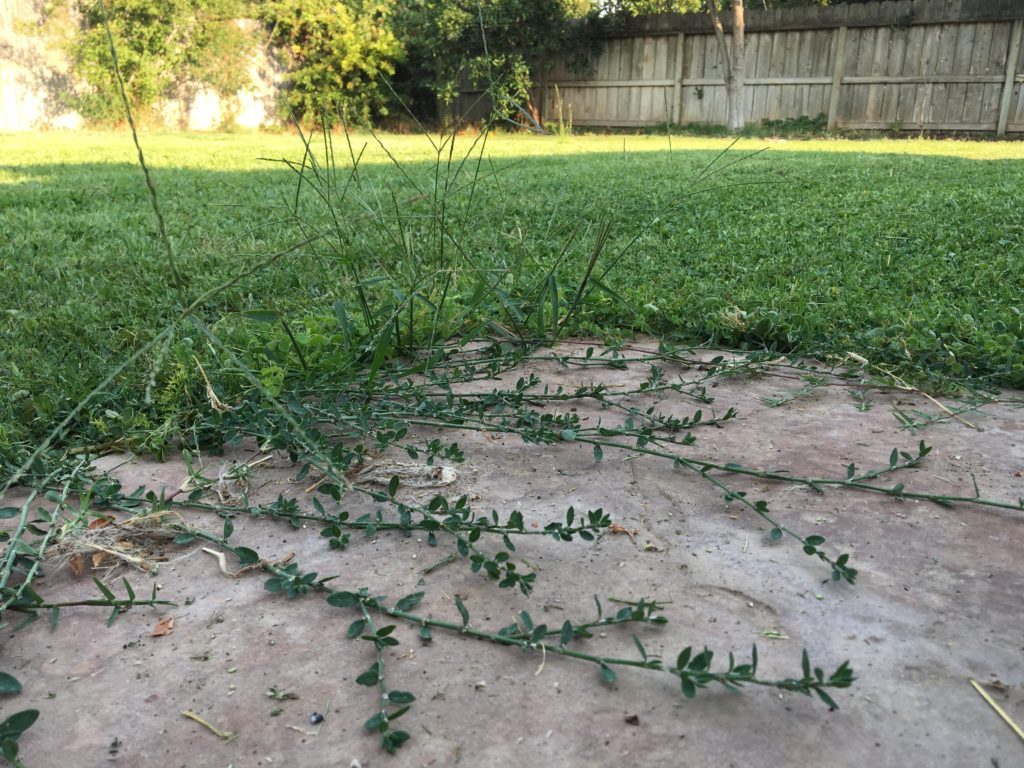 backyard lawn with untrimmed weeds